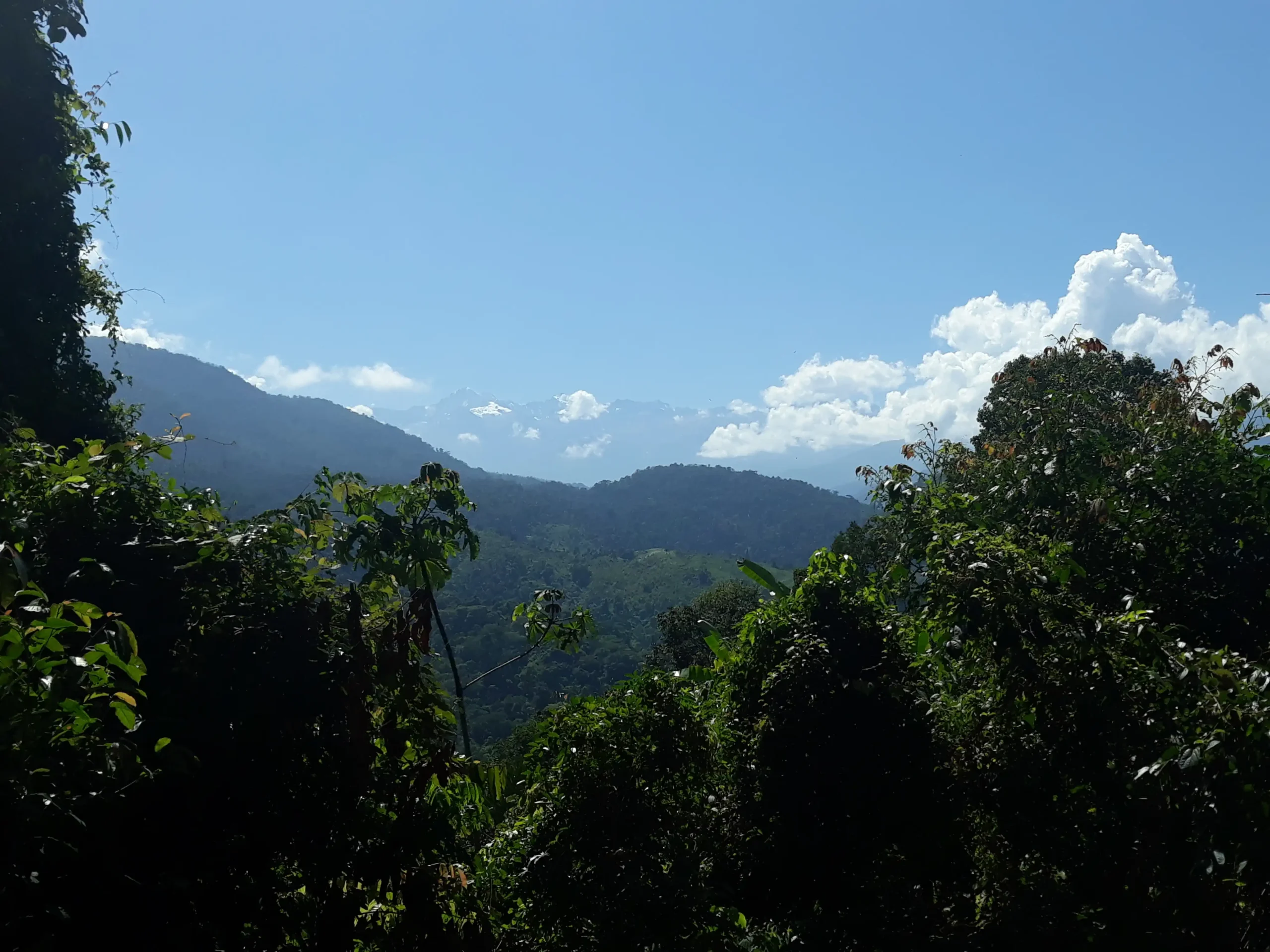 Cacao Musical - Image 4