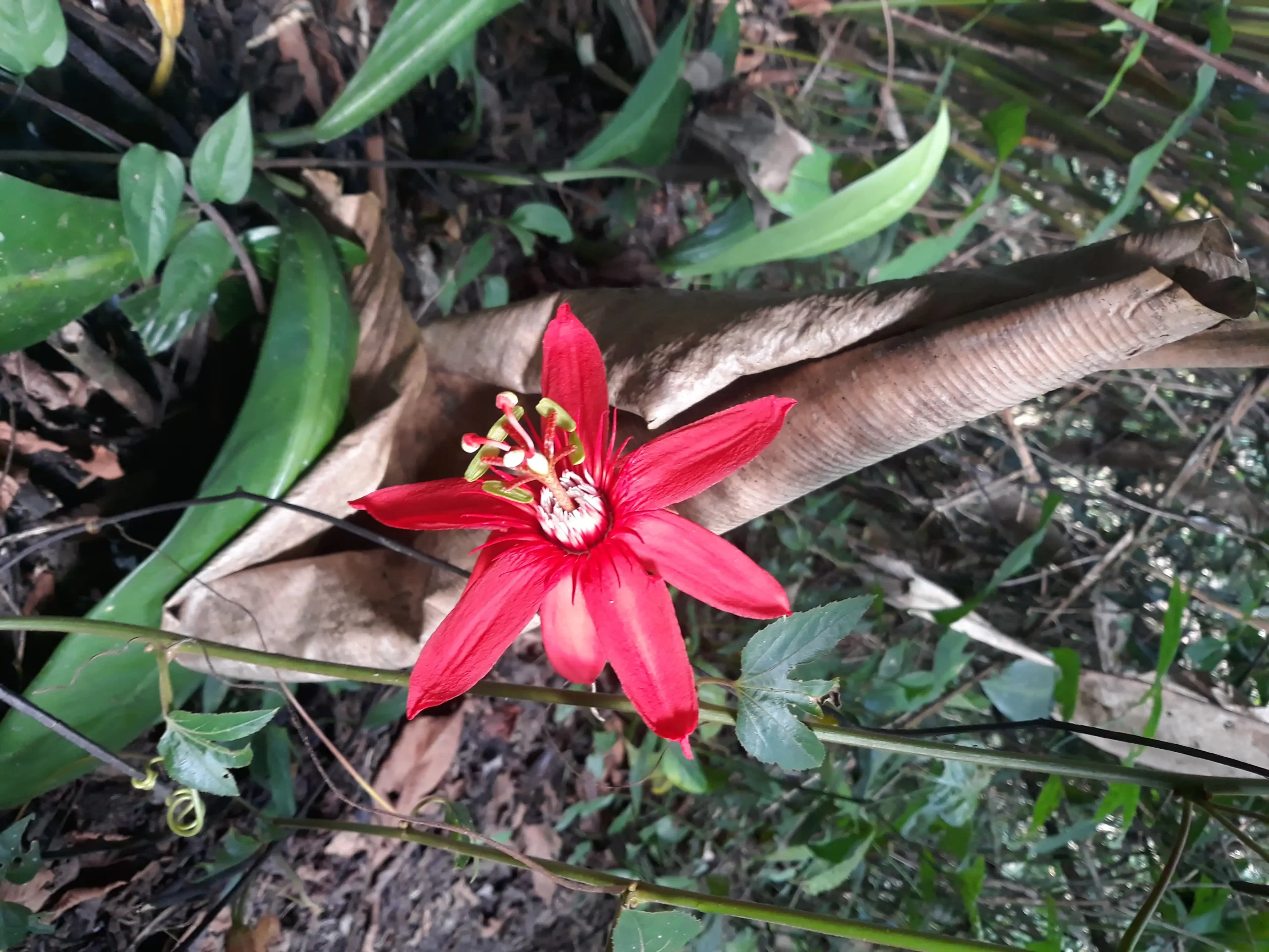 Cacao Musical - Image 7