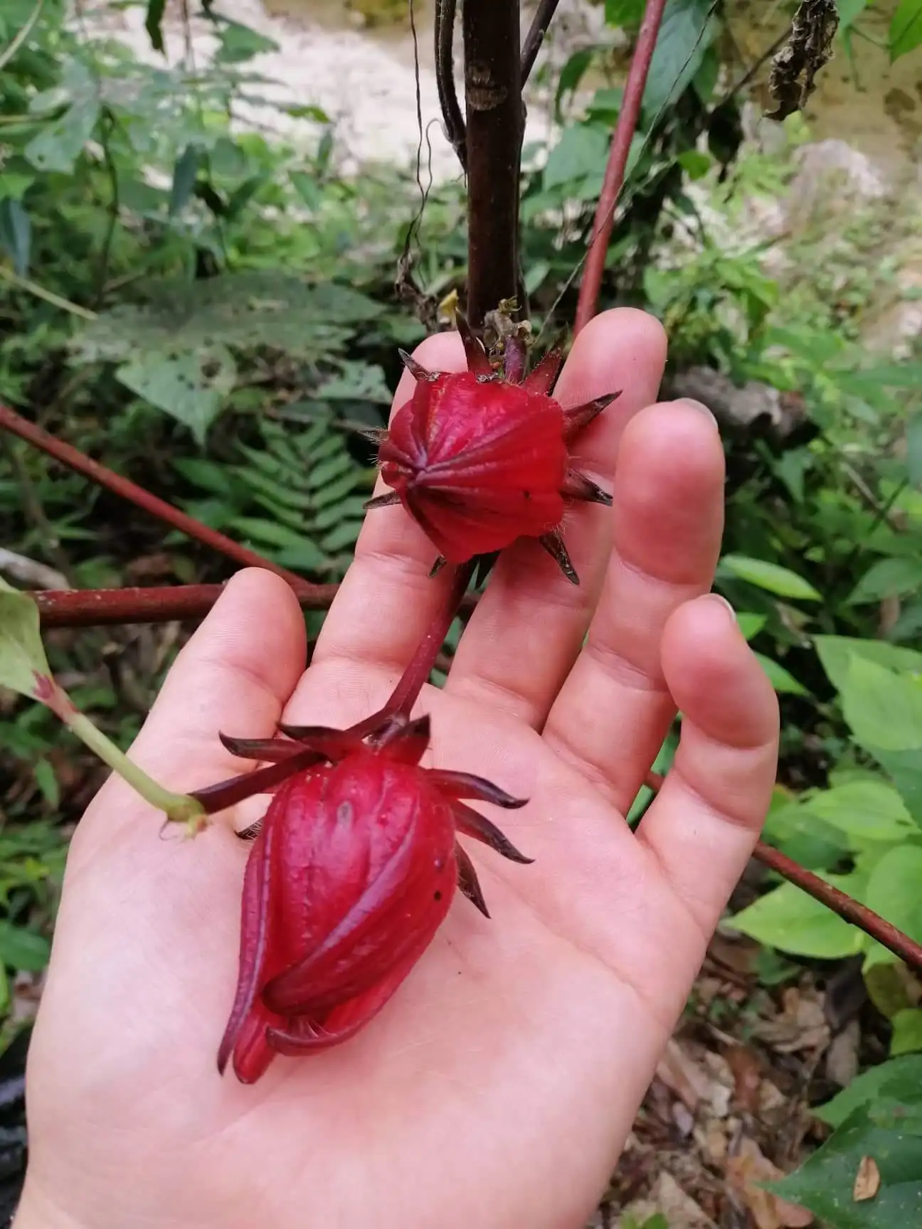 Mamaise River - Image 6