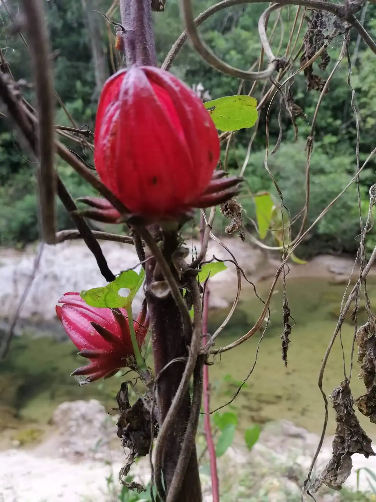 Mamaise River - Image 3