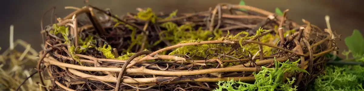 Nest banner